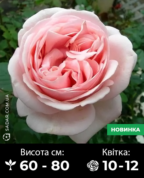 Саджанці рози Афродіта
