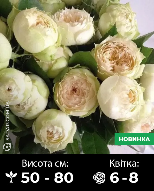 Саджанці рози Бланшетт