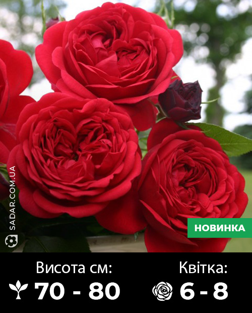Саджанці рози Червона шапочка
