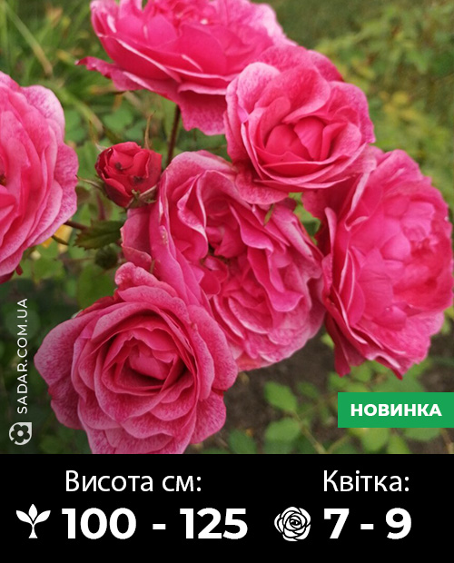 Саджанці рози Модерн Рубі