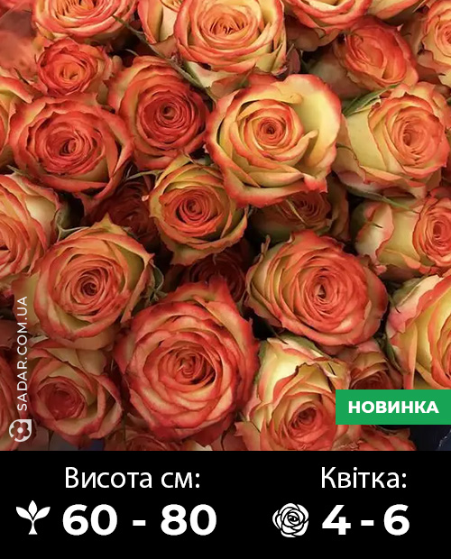 Саджанці рози Санмастер Дарк