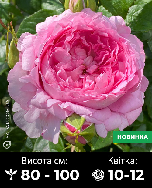 Саджанці рози Шанталь Мерьє
