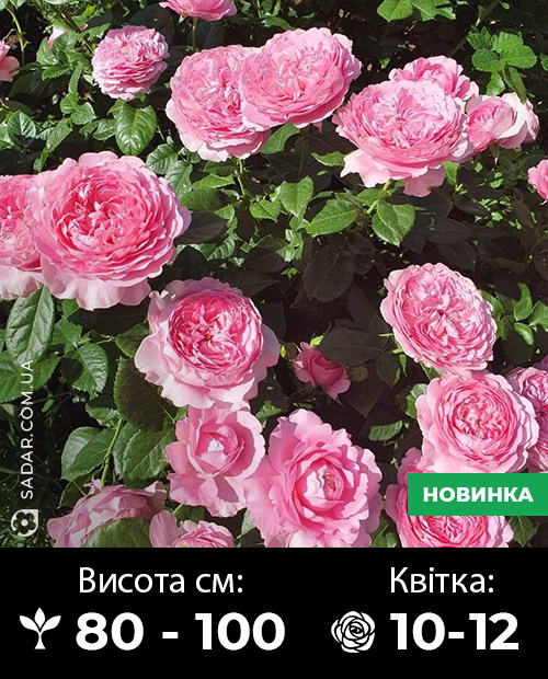 Саджанці рози Шанталь Мерьє - Image 2