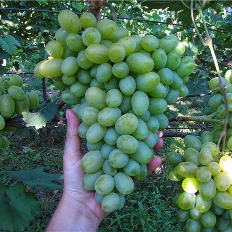 Саджанці винограду Подарунок Запоріжжю