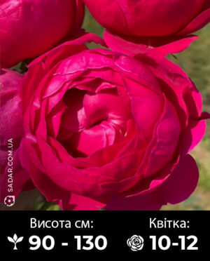 Саджанці рози Аскот