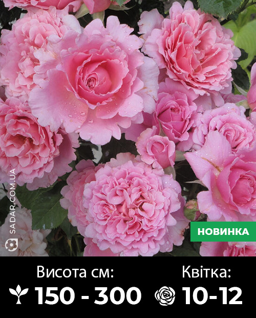 Саджанці рози Б'єнвеню (французька плетиста)