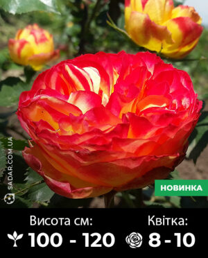 Саджанці рози Латин помпон