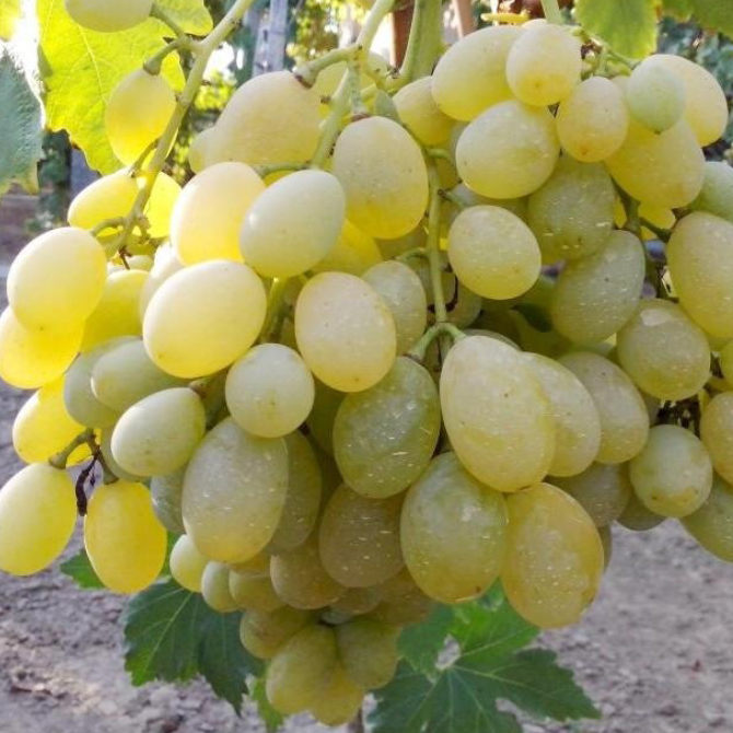 Саджанці винограду Болгар