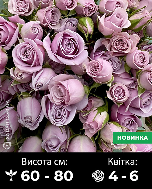 Саджанці рози Сільвер Шедоу