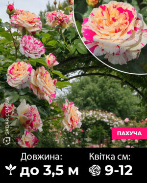 Саджанці рози Ваніла Фрейз (плетиста)