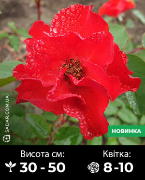 Саджанці рози Мускусна Червона