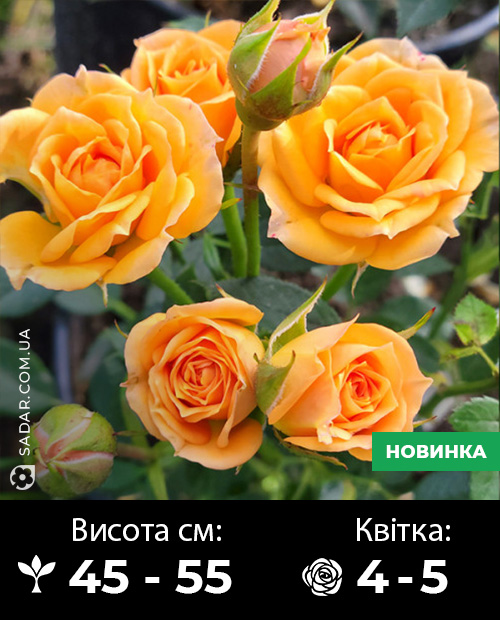 Саджанці рози спрей Клементіна