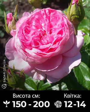 Саджанці рози Біг Помпон (квітка гігант)