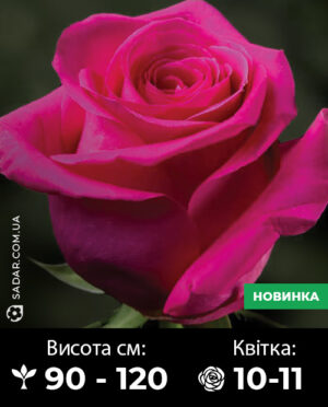 Саджанці рози Юліандра