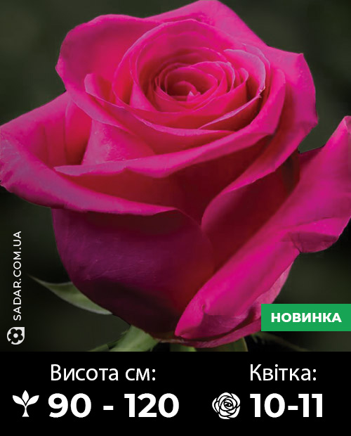 Саджанці рози Юліандра
