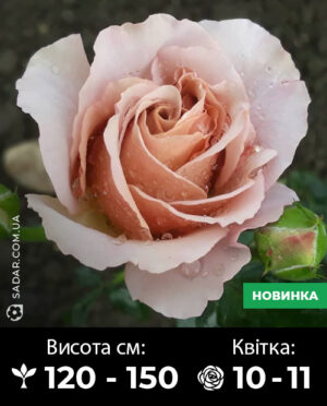 Саджанці рози Кафе Латте
