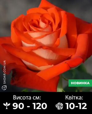 Саджанці рози Верано