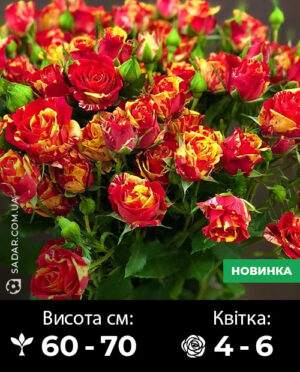 Саджанці рози Спрей Фієста