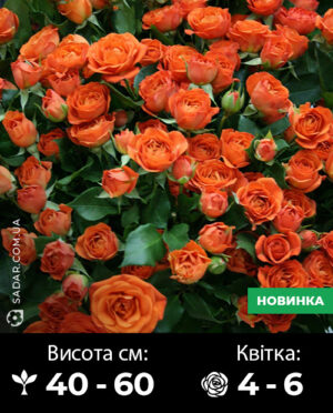 Саджанці рози спрей Алегрія
