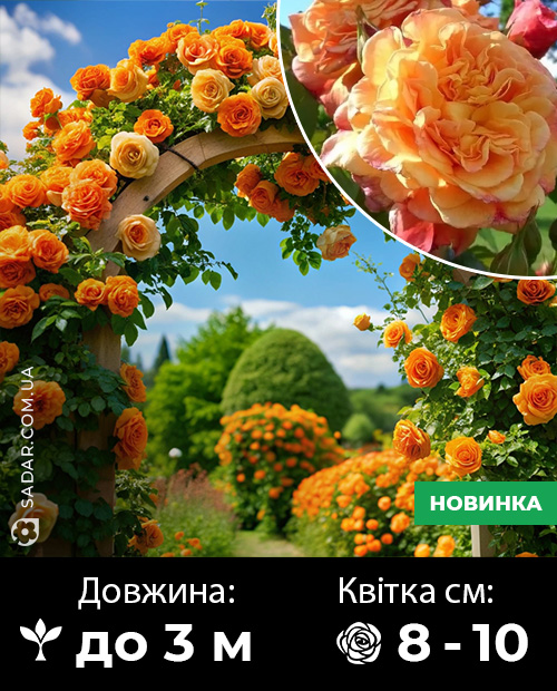 Саджанці рози Алоха (плетиста)