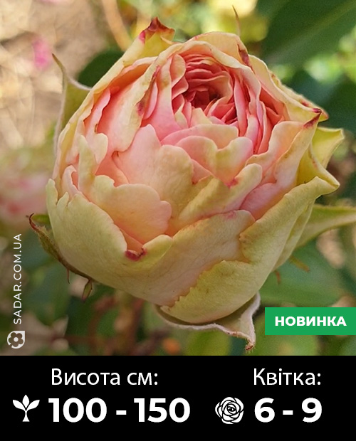 Саджанці рози Вінкі Роуз