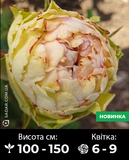 Саджанці рози Вінкі Роуз - Image 2