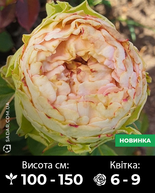Саджанці рози Вінкі Роуз - Image 3