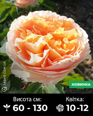 Саджанці рози Едіт