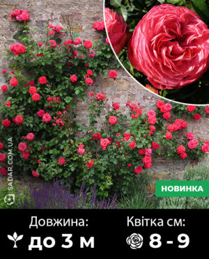 Саджанці рози Саліта Рожева (плетиста)