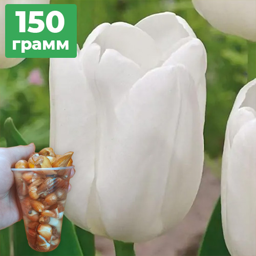 150грам деток тюльпана тріумф Polar Bear (Білий Ведмідь)