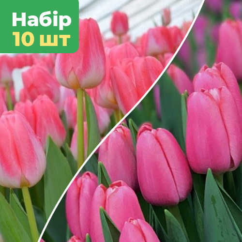 Набір тюльпанів «Мирна весна» 10шт (Трезор і Супермодель)