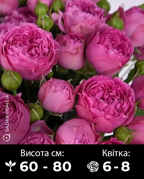 Саджанці рози спрей Місті Баблз