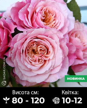 Саджанці рози Міябі