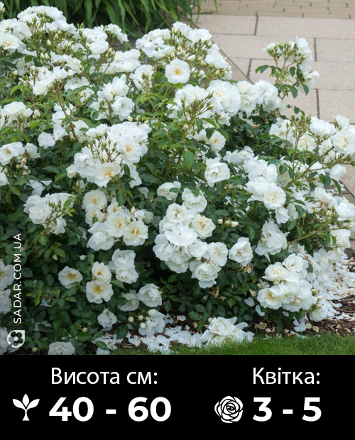 Саджанці рози Вайт Фейрі (Грунтопокривна)