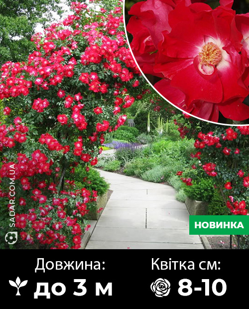 Саджанці рози Дортмунд (плетиста)