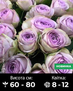 Саджанці рози Лулабі