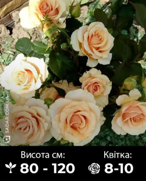 Саджанці рози Примадонна
