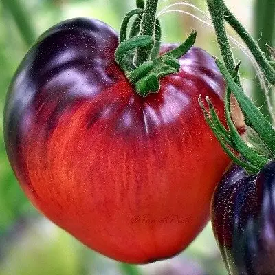 Томат ”Фіолетове серце” 10 насінин