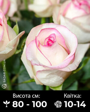Саджанці рози Белла Віта