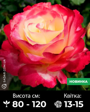 Саджанці рози Дабл делайт