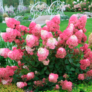 Гортензія Стробері Блоссом (Strawberry Blossom) (Волотиста) (Горщик P9)
