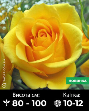 Саджанці рози Керн