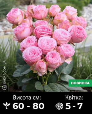 Саджанці рози спрей Пінк Лейс