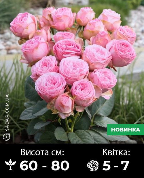 Саджанці рози спрей Пінк Лейс