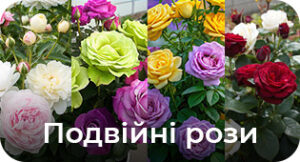 Подвійні рози