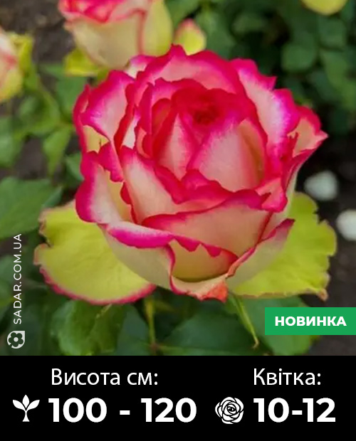 Саджанці рози Вальс Меян