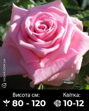 Саджанці рози Аква