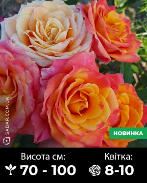 Саджанці рози Антигуа