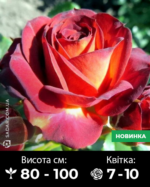 Саджанці рози Браун Шугар