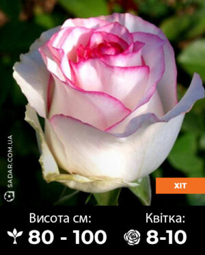 Саджанці рози Дольче Віта